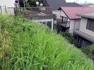 横浜市宅地 傾斜地草刈前