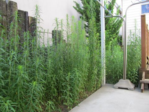 青葉区の青葉台草刈り前