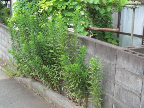 川崎市中原区草刈り前